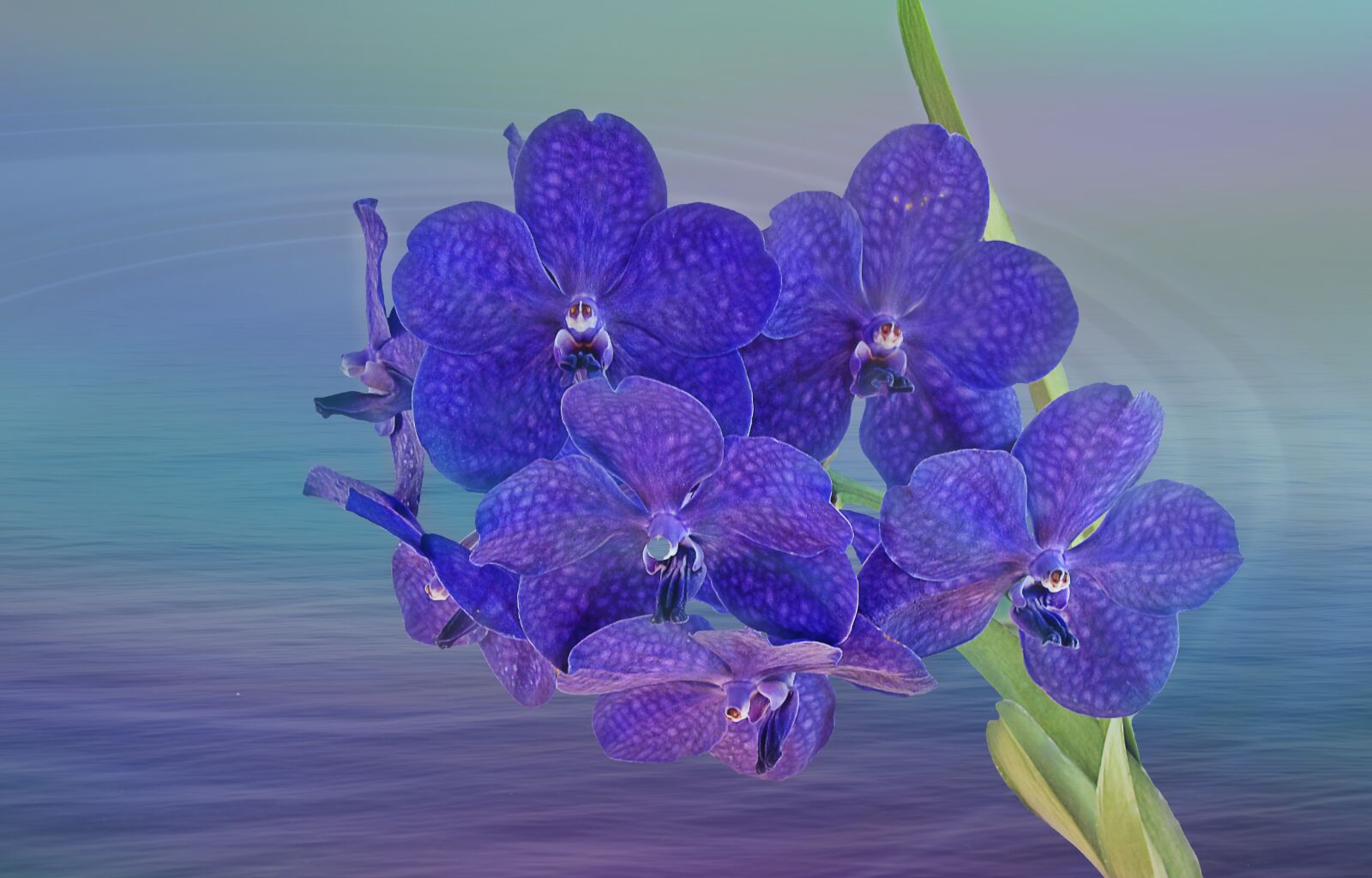 Nikon D5100 sample photo. Orchid, orchids, flower photography
