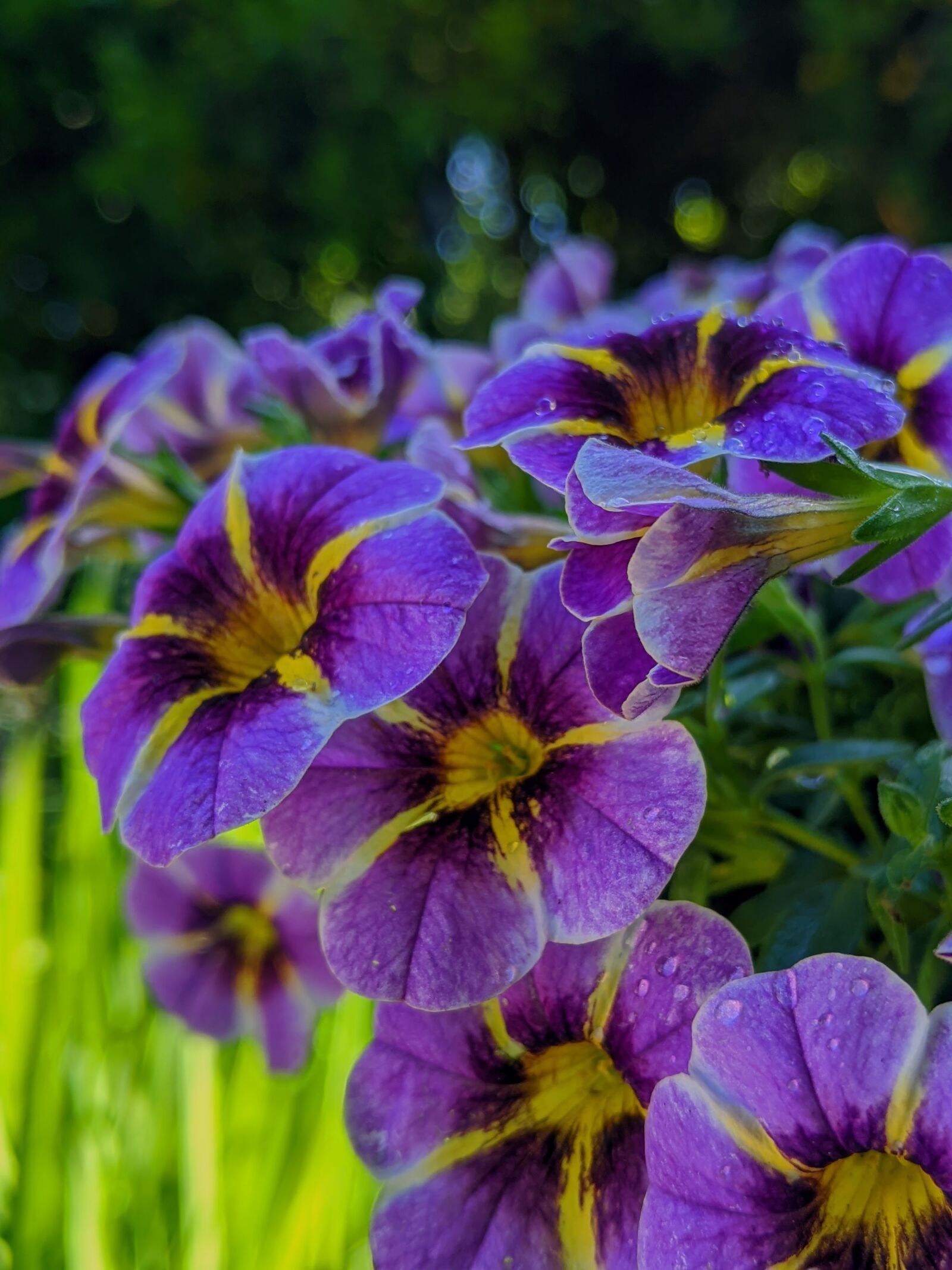Google Pixel 3 XL sample photo. Purple flowers, petunias, purple photography