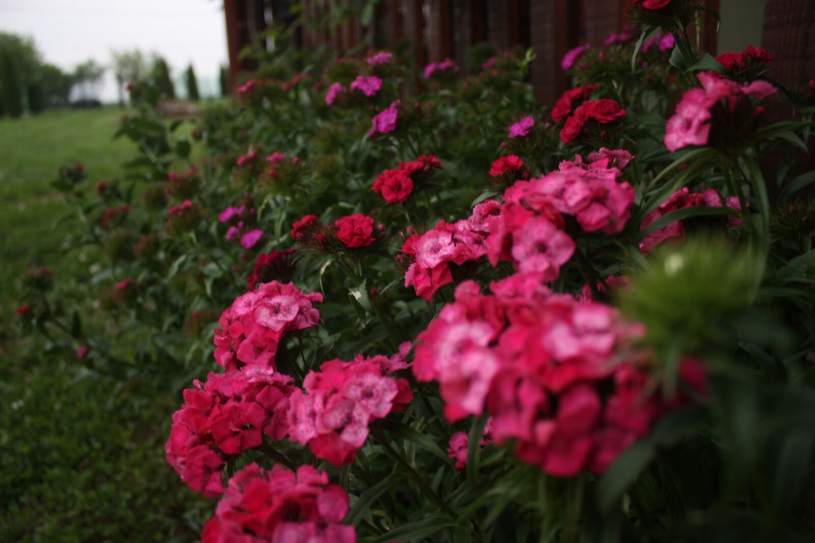 Canon EOS 450D (EOS Rebel XSi / EOS Kiss X2) sample photo. Flowers, bloom, petals photography