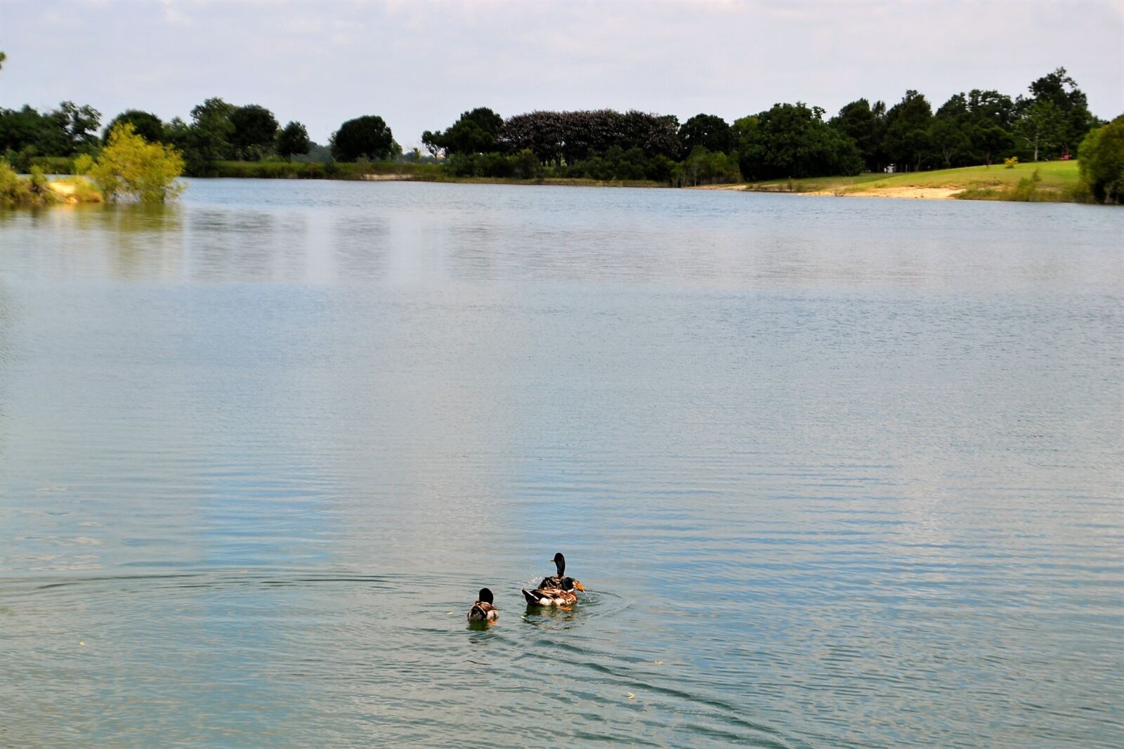 Nikon D3100 sample photo. Houston texas lake with photography