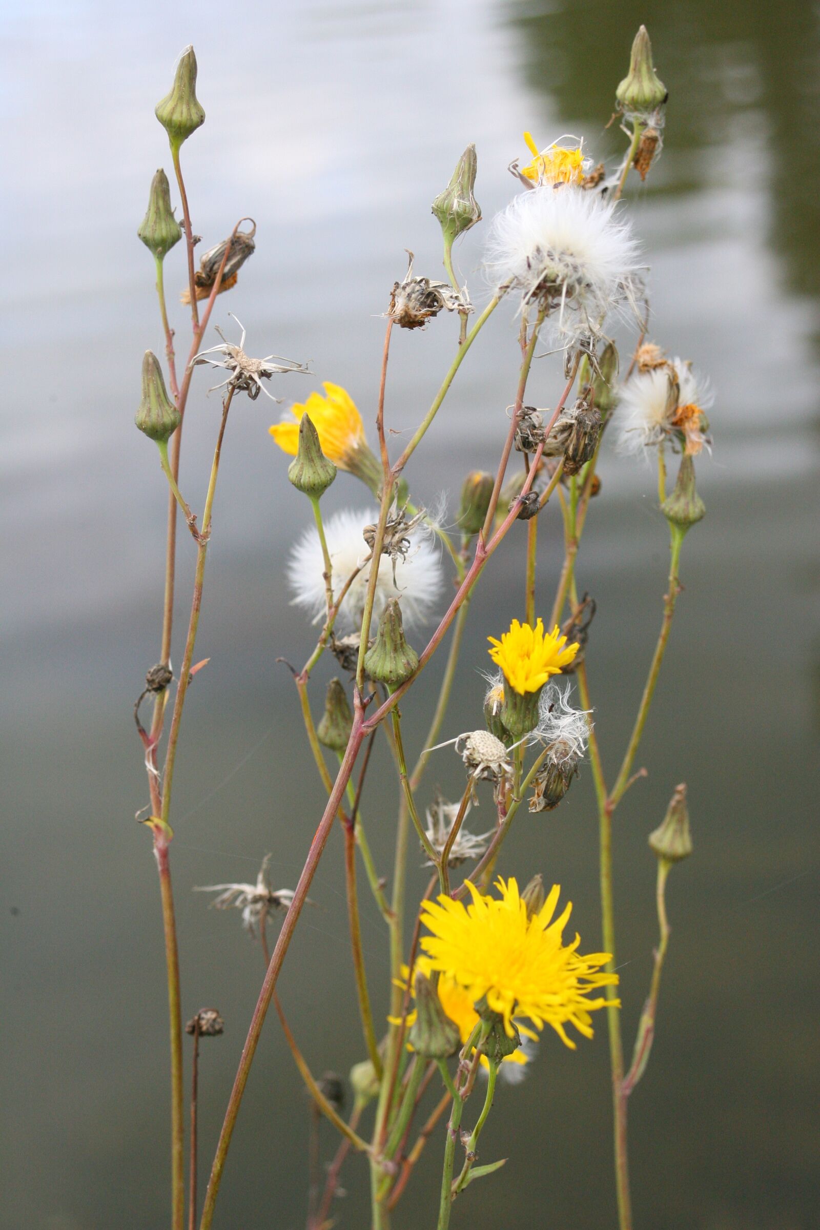 Canon EOS-1D Mark II N sample photo. Flowers of the field photography