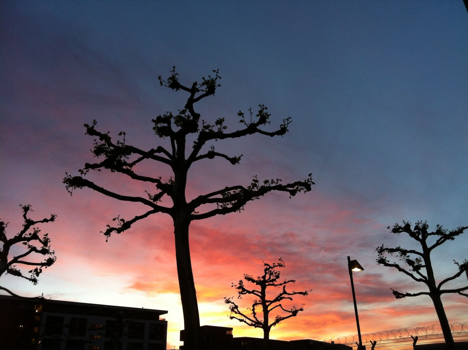 Apple iPhone 4 sample photo. Sunset, plane trees, sky photography