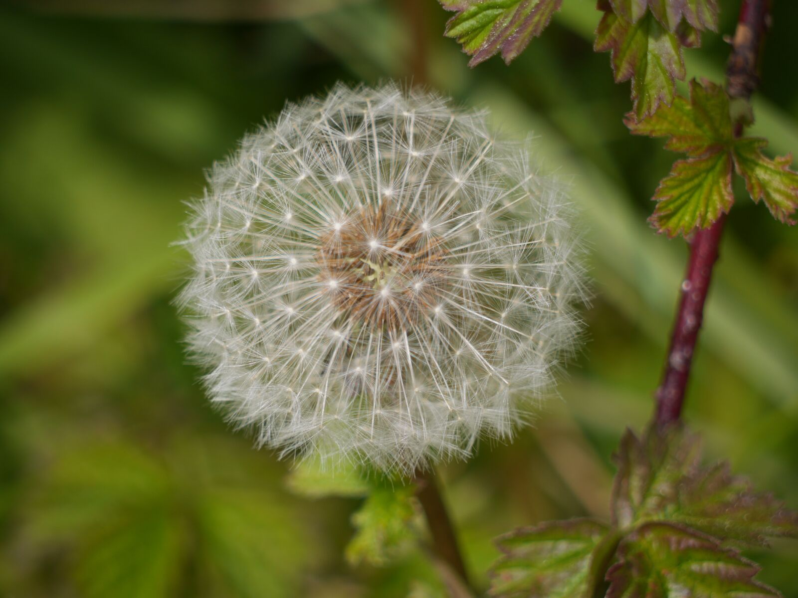 Panasonic Lumix DMC-GH3 sample photo. Dandelion, seeds, nature photography