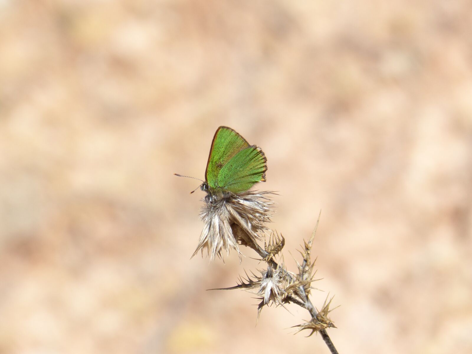 Panasonic DMC-FZ62 sample photo. Butterfly, green, shimmering photography