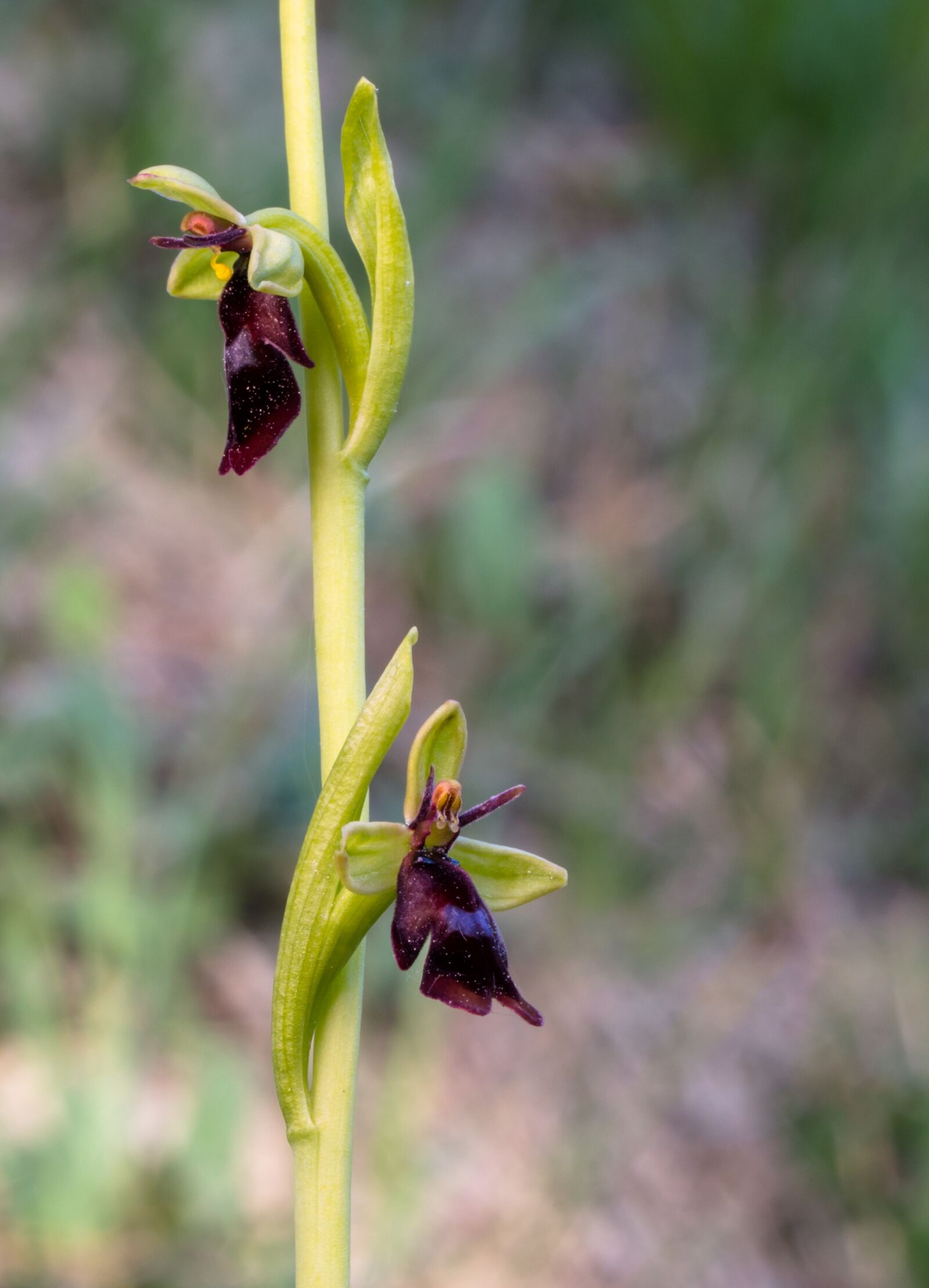 Tamron SP AF 60mm F2 Di II LD IF Macro sample photo. Fly orchid, wildform, orchid photography