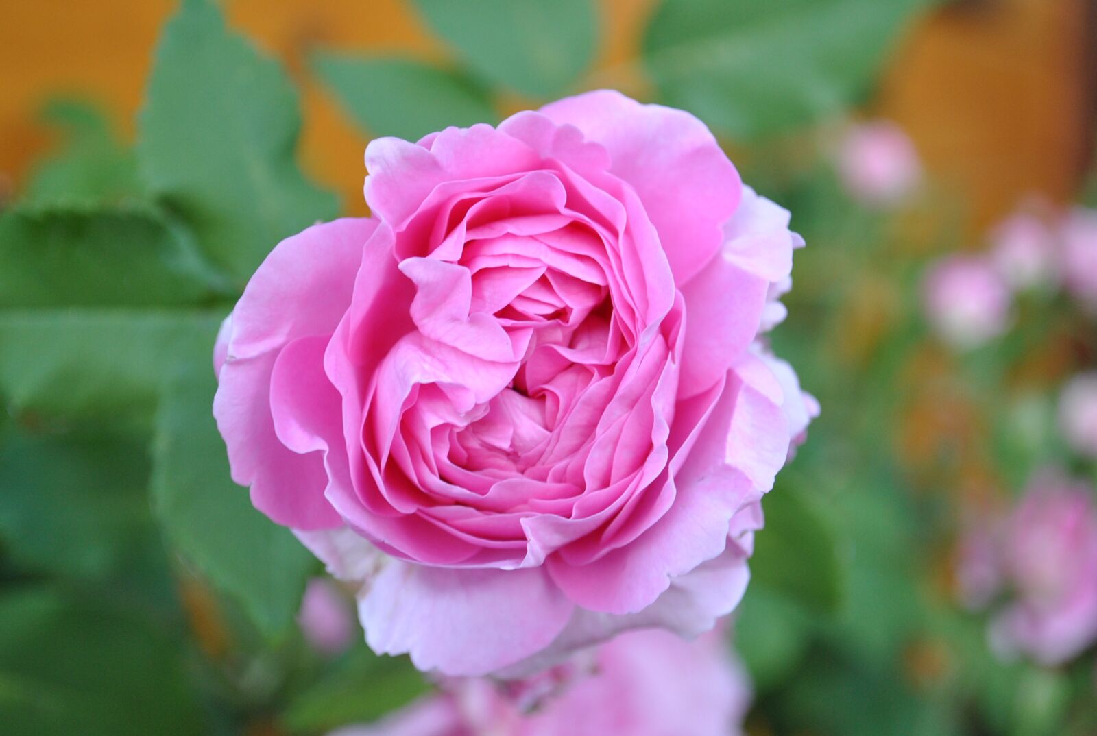 Nikon D3000 sample photo. Poland village, flowers, nature photography