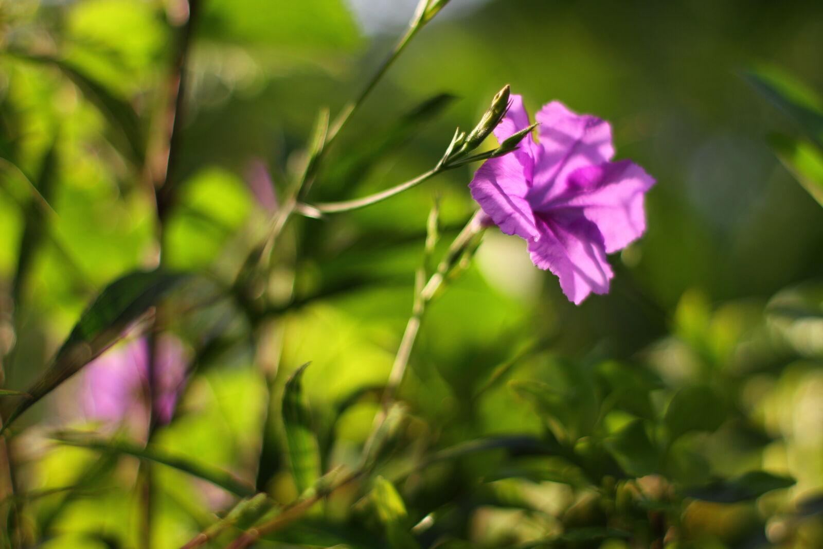 Canon EOS 7D sample photo