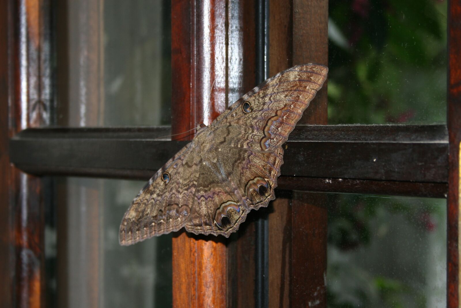 Canon EOS 30D sample photo. Mariposa, insect, butterfly photography