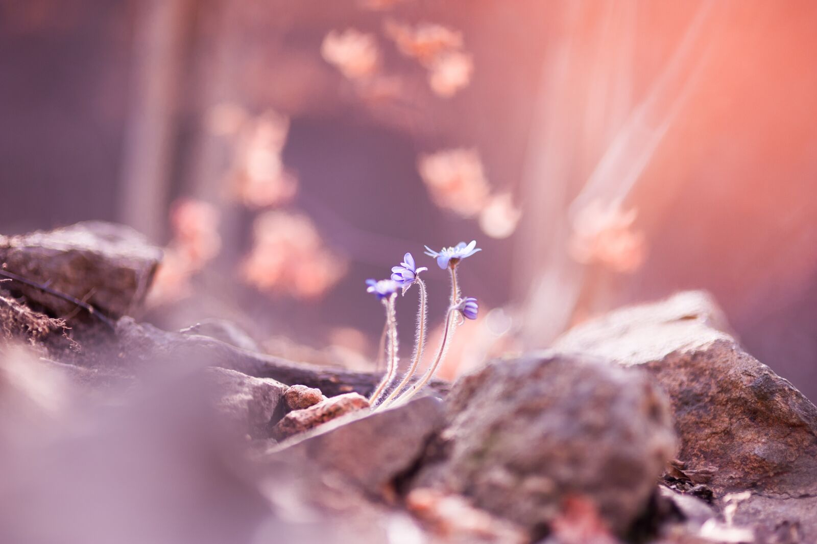 Nikon D700 sample photo. Flowers, plants, nature photography
