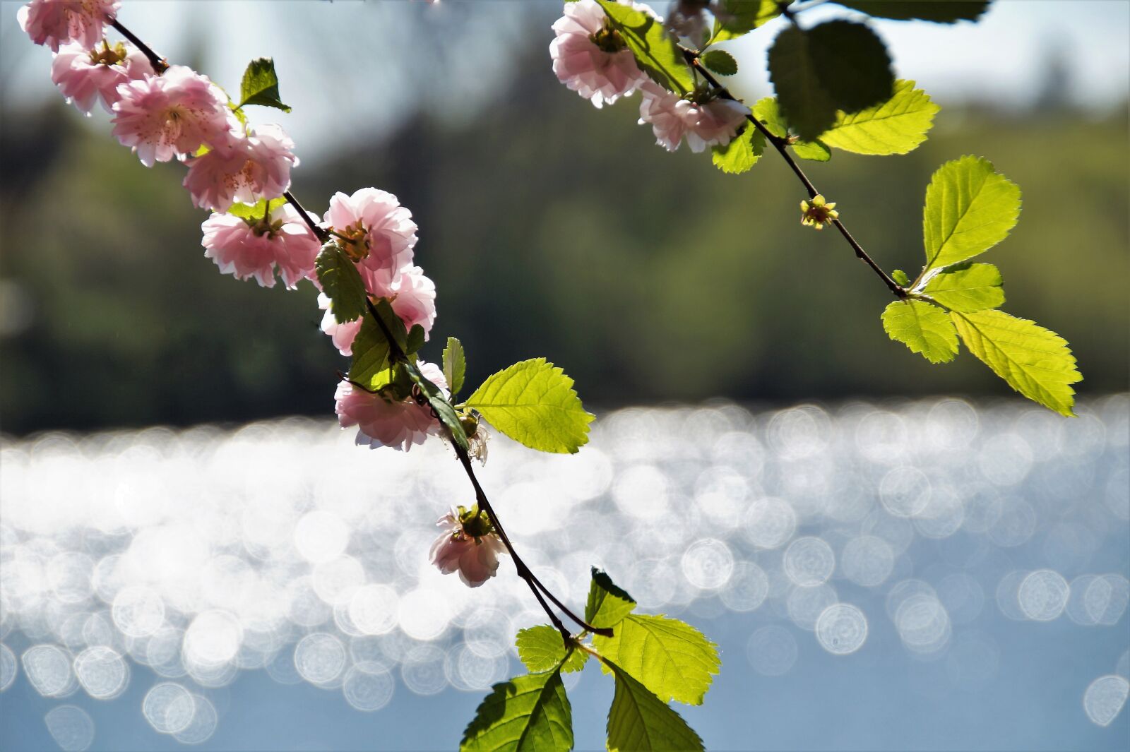 Sony SLT-A58 sample photo. Almond, flowering, pink photography