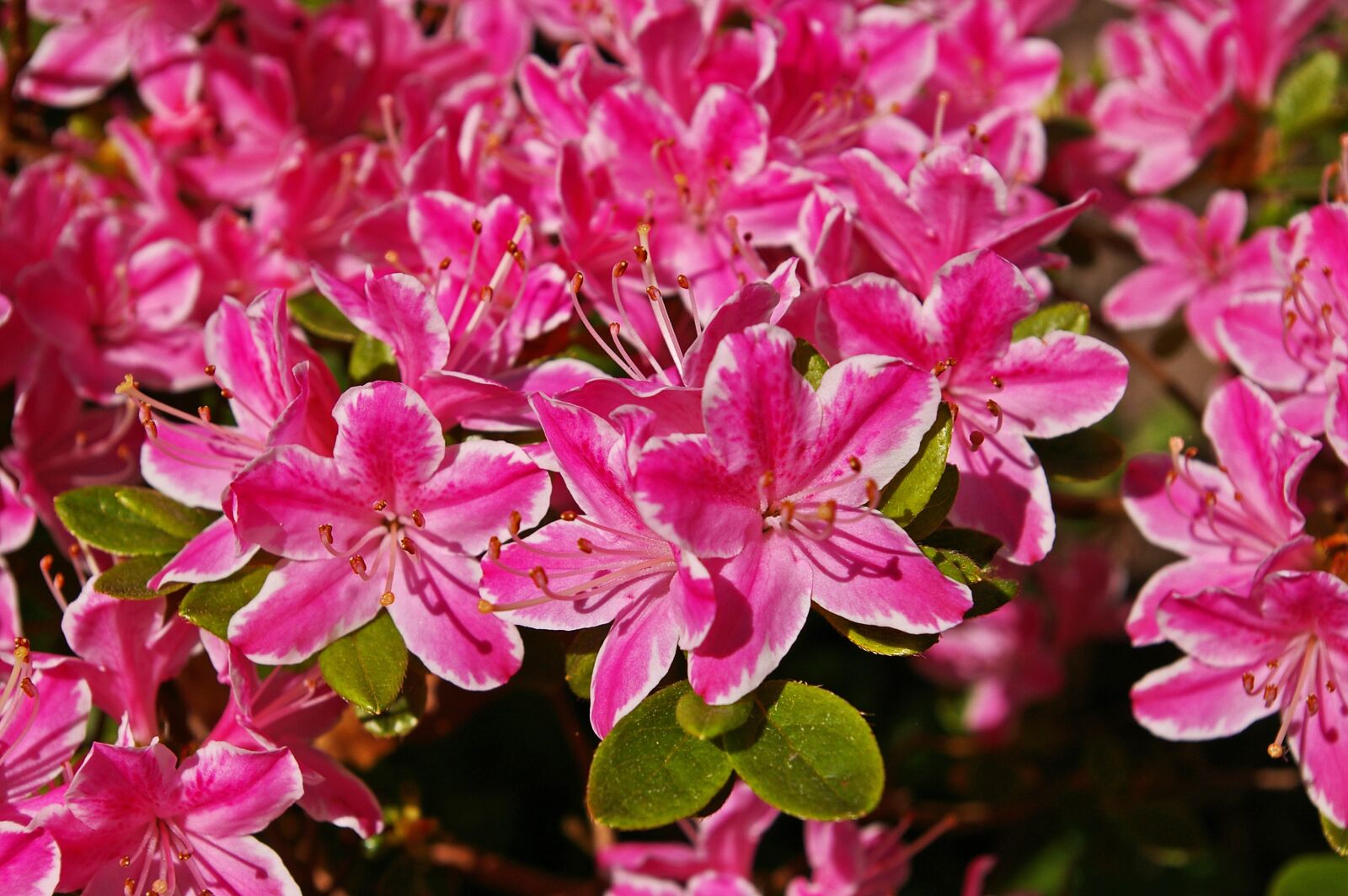 Pentax *ist DL2 sample photo. Azalea, garden, ornamental shrub photography