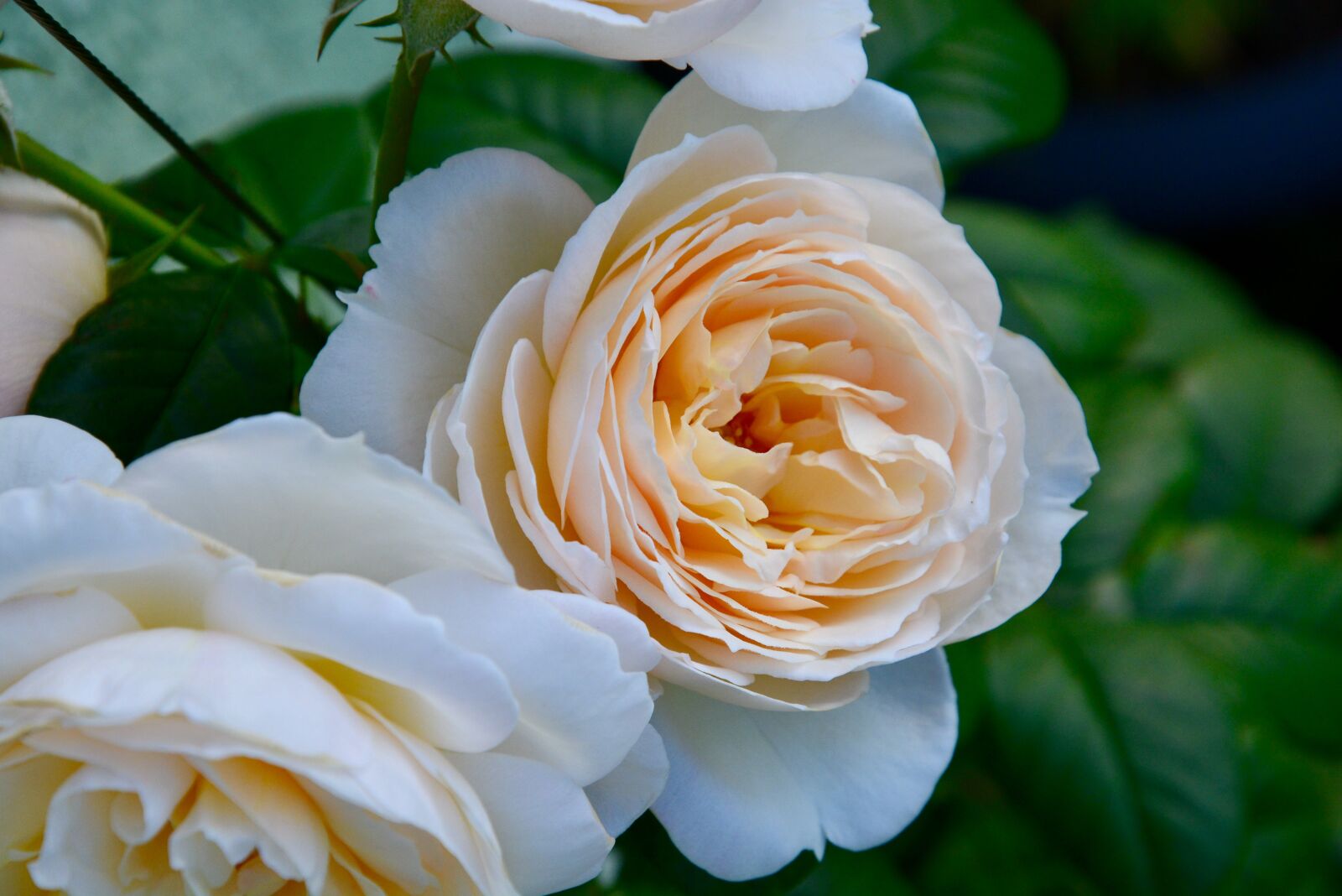 Nikon D5200 sample photo. Roses, flowers, petals photography
