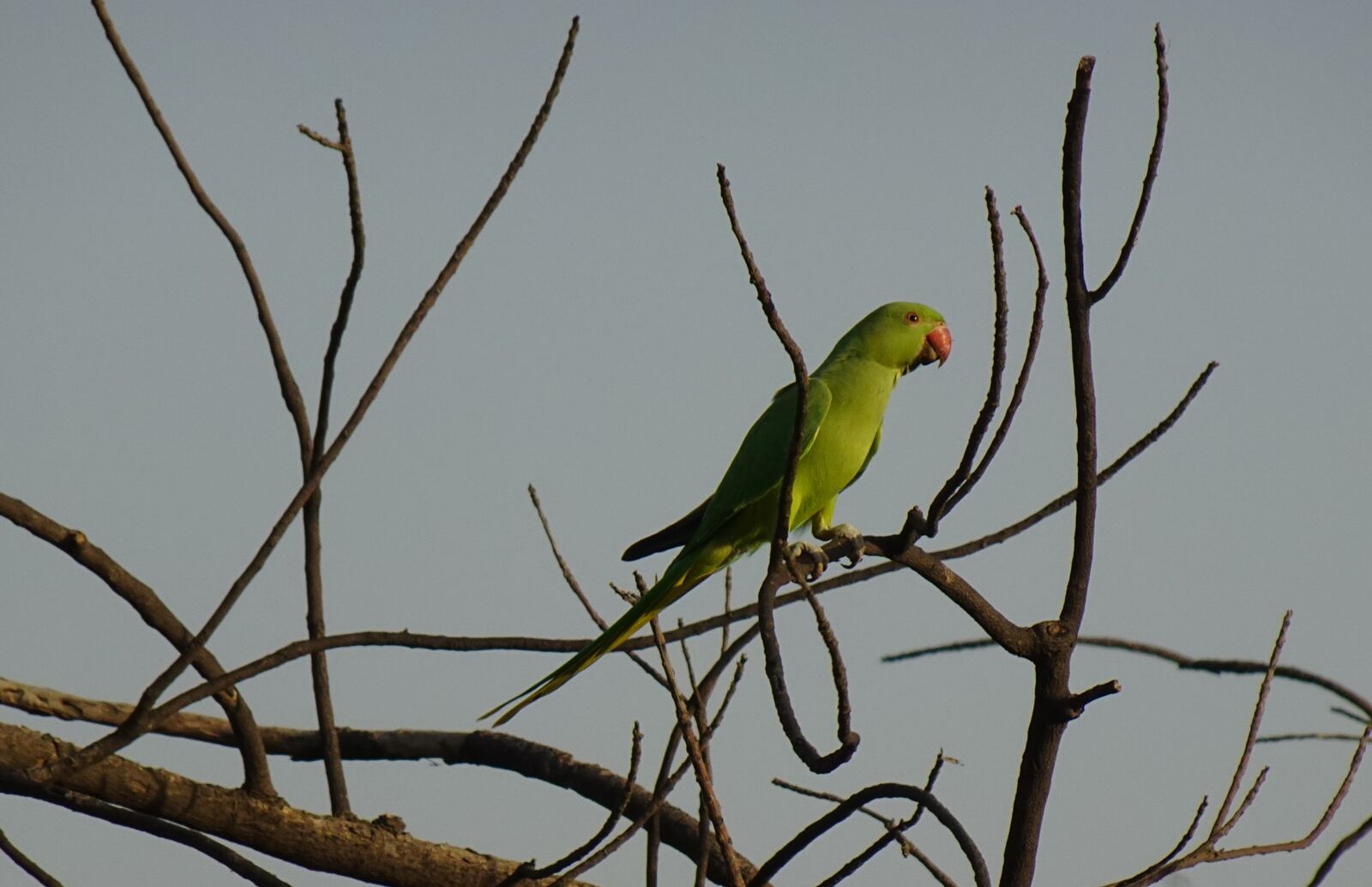 Sony DSC-WX800 sample photo. Bird, parakeet, green photography