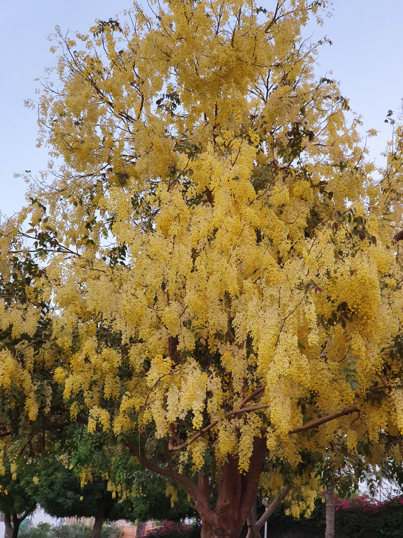 Samsung Galaxy S10 sample photo. Indian laburnum, golden shower photography