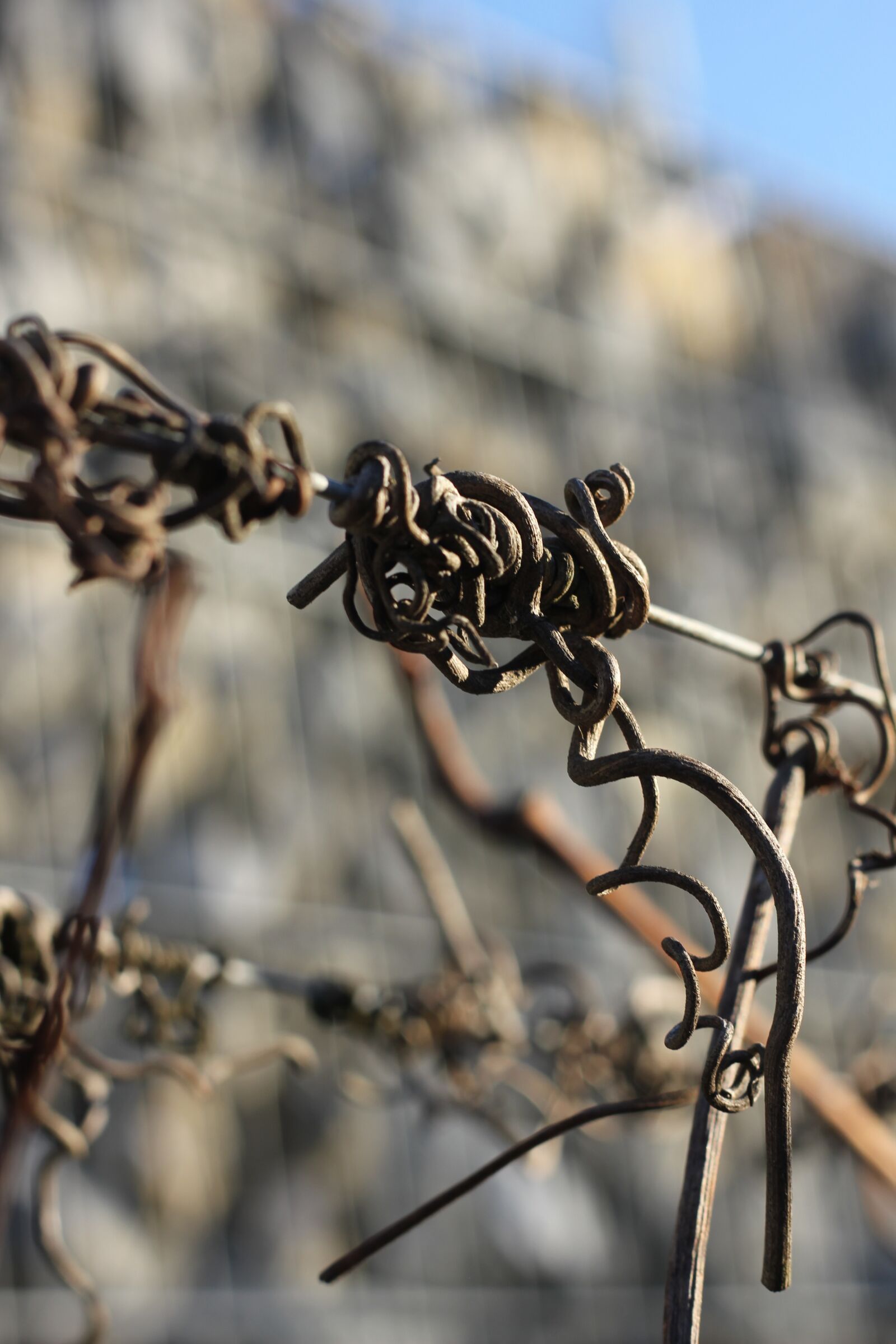 Canon EOS 550D (EOS Rebel T2i / EOS Kiss X4) sample photo. Dry, wire, wood photography