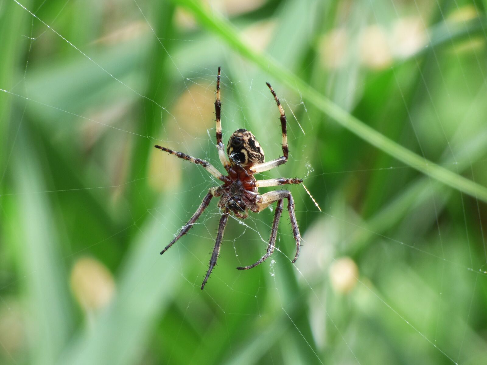 Panasonic Lumix DMC-FZ70 sample photo. Spider, arachnid, agalenatea redii photography