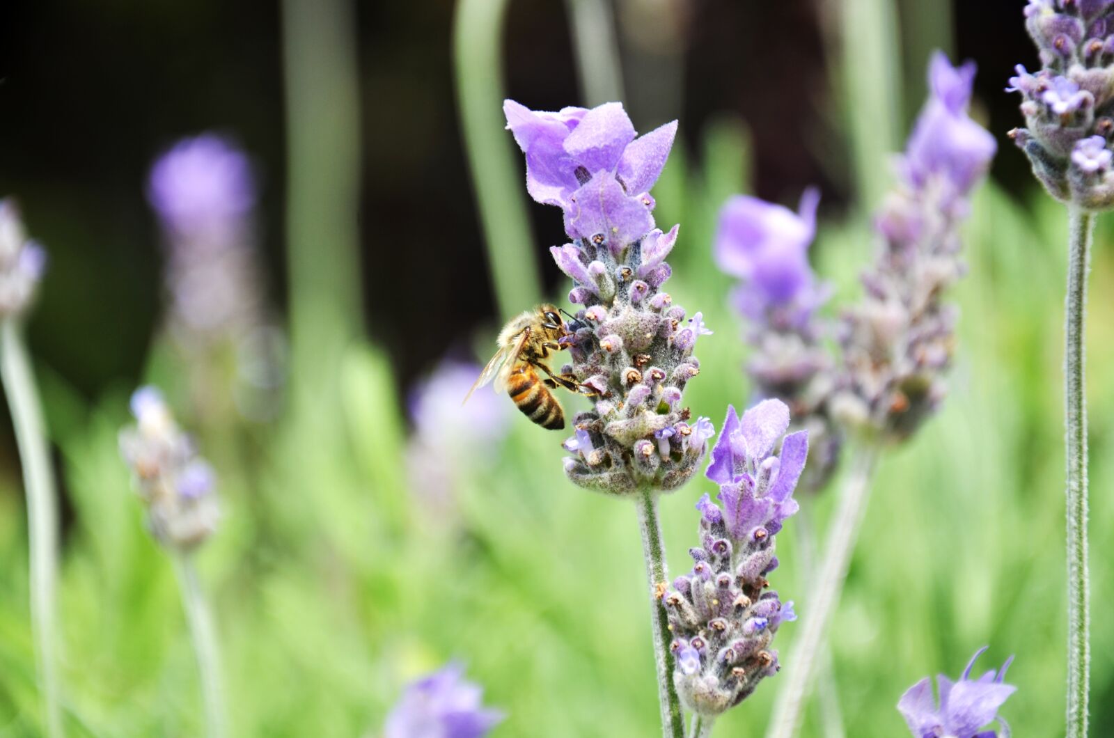 Nikon D7000 sample photo. Flower, nature, garden photography