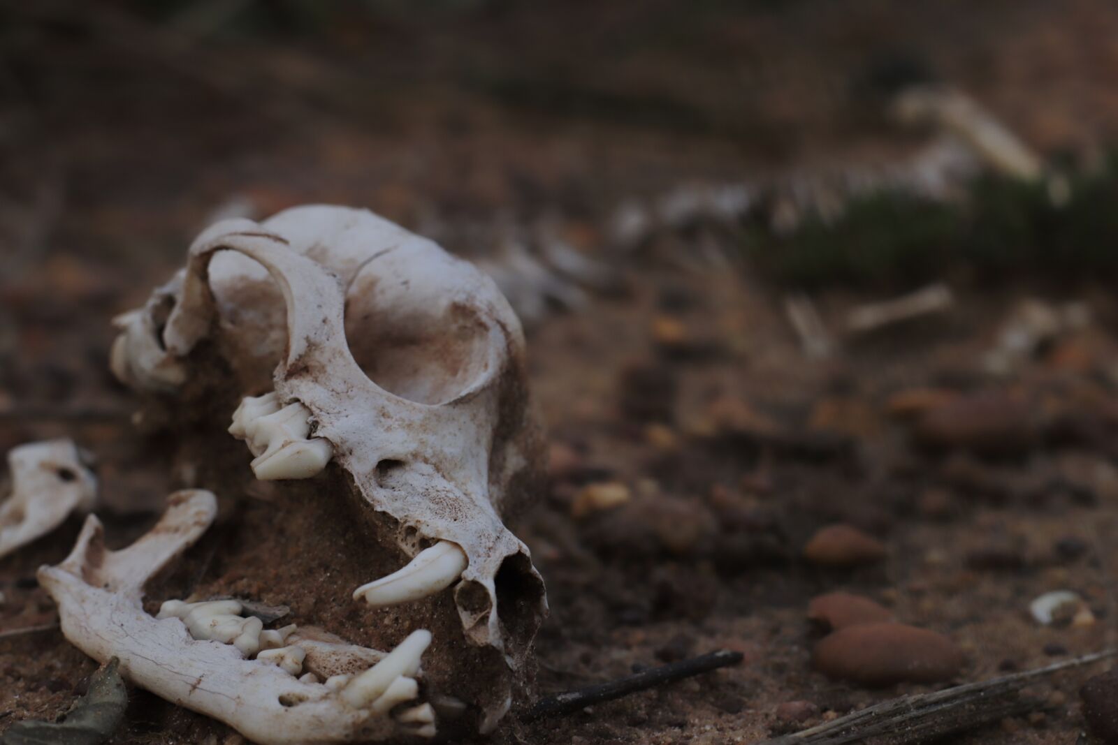 Canon EOS 800D (EOS Rebel T7i / EOS Kiss X9i) sample photo. Death, dog, skeleton photography