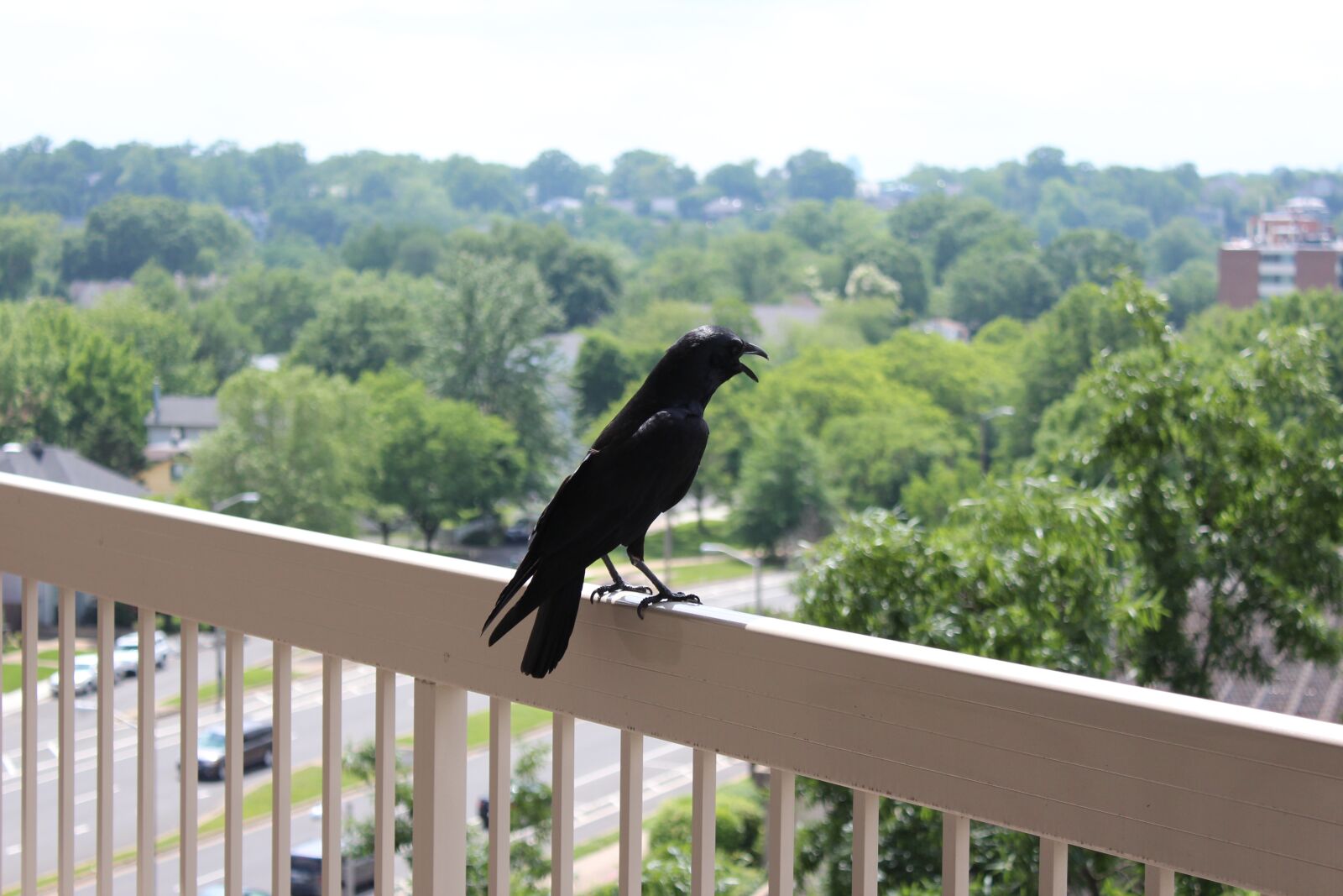 Canon EOS 600D (Rebel EOS T3i / EOS Kiss X5) sample photo. Black bird, cao, bird photography