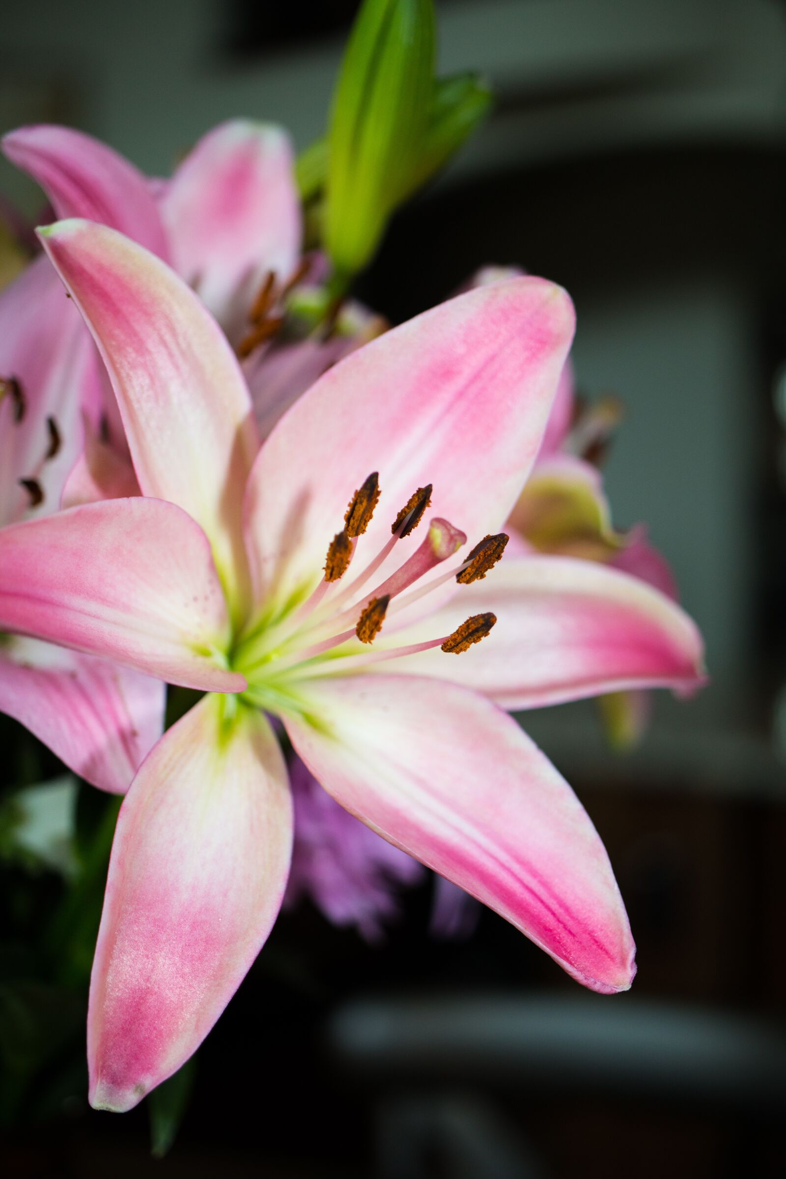 Canon EOS 70D sample photo. Flower, pink, blossom photography
