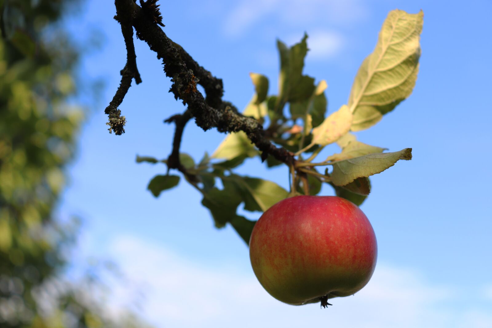 Canon EOS 800D (EOS Rebel T7i / EOS Kiss X9i) sample photo. Apple, apple tree, red photography