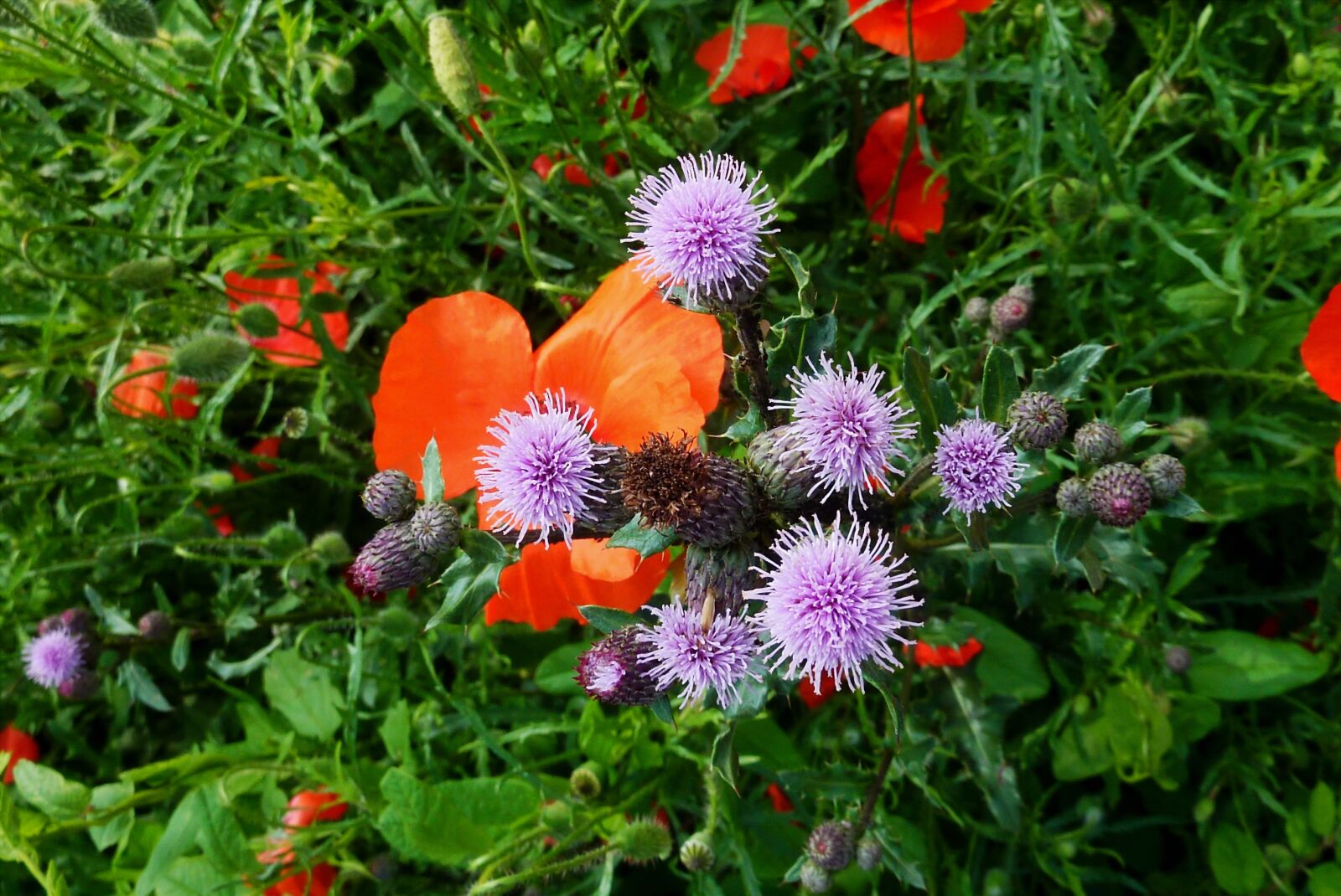Panasonic DMC-TZ7 sample photo. Nature, flower, plant photography
