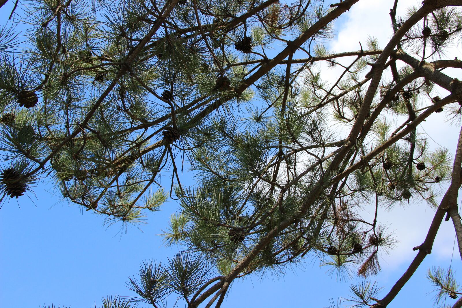 Canon EF-S 18-135mm F3.5-5.6 IS sample photo. Pine tree, echinacea, blue photography