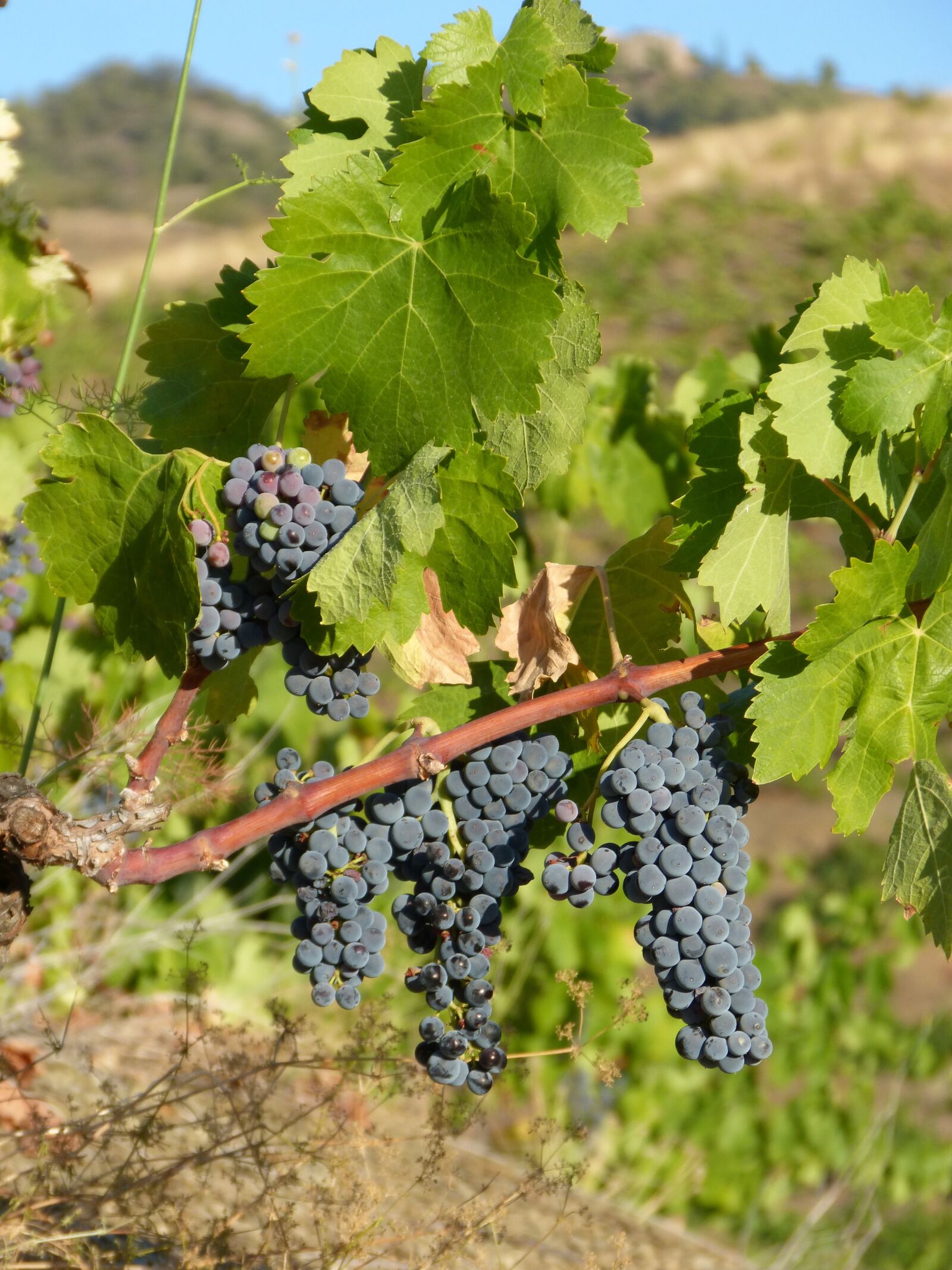 Panasonic DMC-FZ62 sample photo. Priorat, vineyard, vine photography