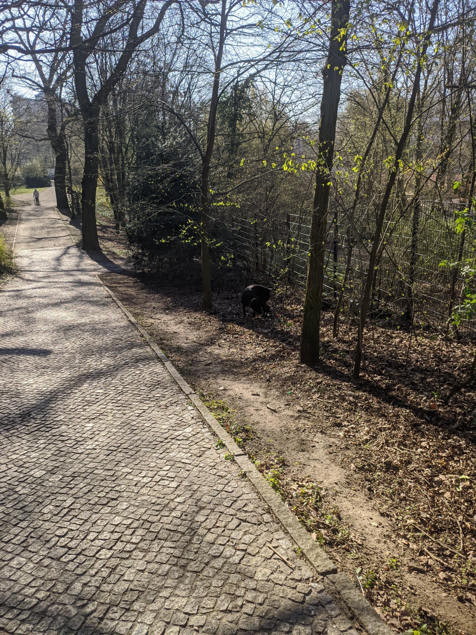 Xiaomi MI 9 sample photo. Dog, nature, animal photography