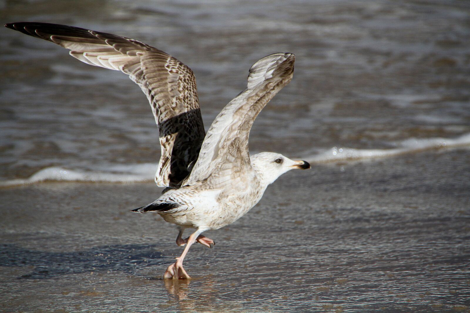 Canon EOS 7D sample photo. Seagull, beach bird, bird photography