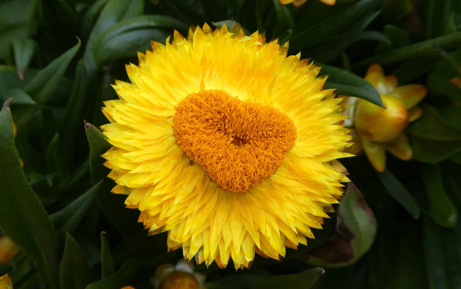 Panasonic DMC-TZ81 sample photo. Yellow heart, italicum, blossom photography