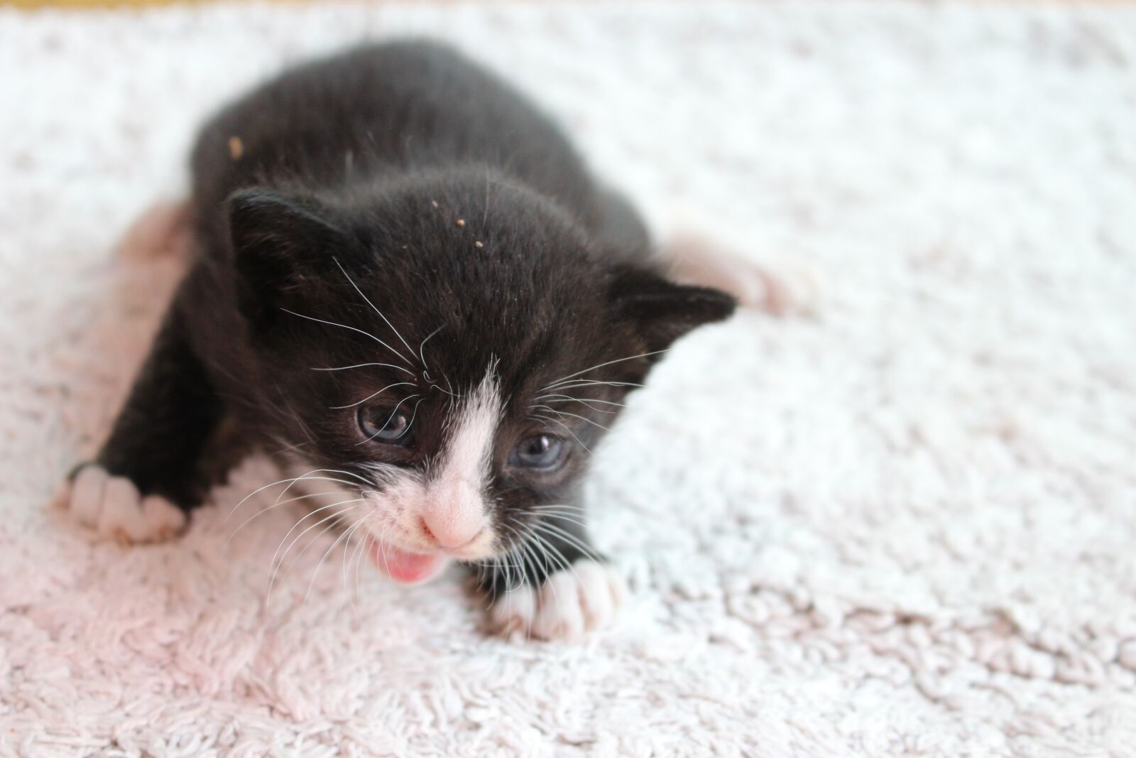 Canon EOS 700D (EOS Rebel T5i / EOS Kiss X7i) sample photo. The black cat, kitten photography
