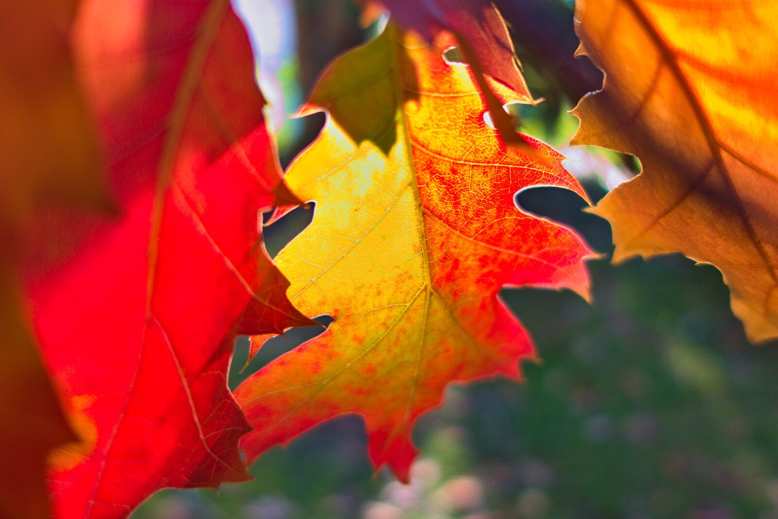 Sony DSC-RX100M5A sample photo. Leaf, red, yellow photography