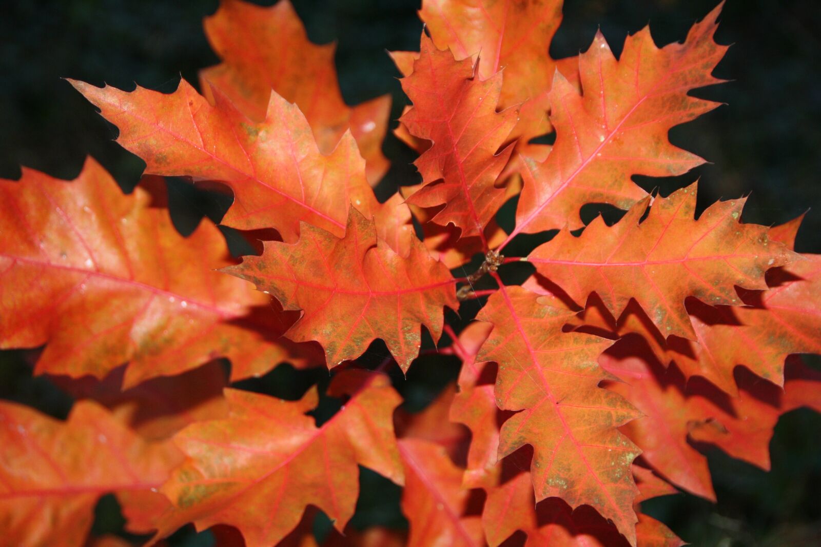 Canon EOS 1000D (EOS Digital Rebel XS / EOS Kiss F) sample photo. Autumn, oak, leaves photography