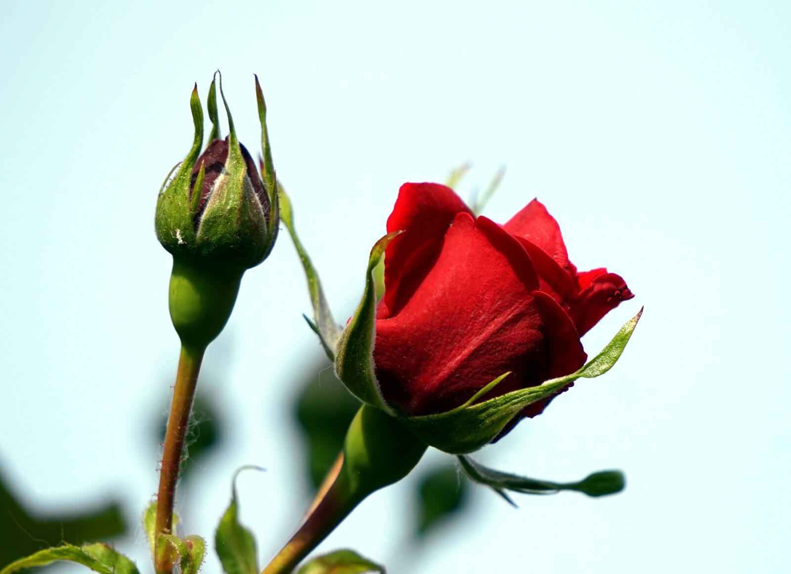 Sony Alpha a5000 (ILCE 5000) + Sony E 55-210mm F4.5-6.3 OSS sample photo. Rose, blossom, bloom photography