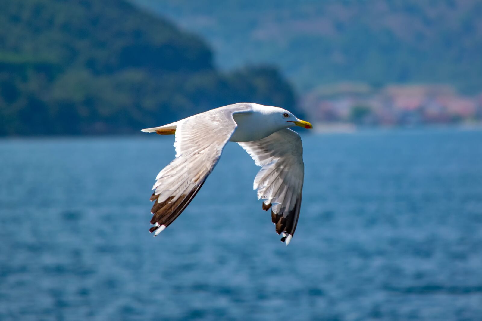 Nikon D5300 sample photo. Seagull, bird, animal photography