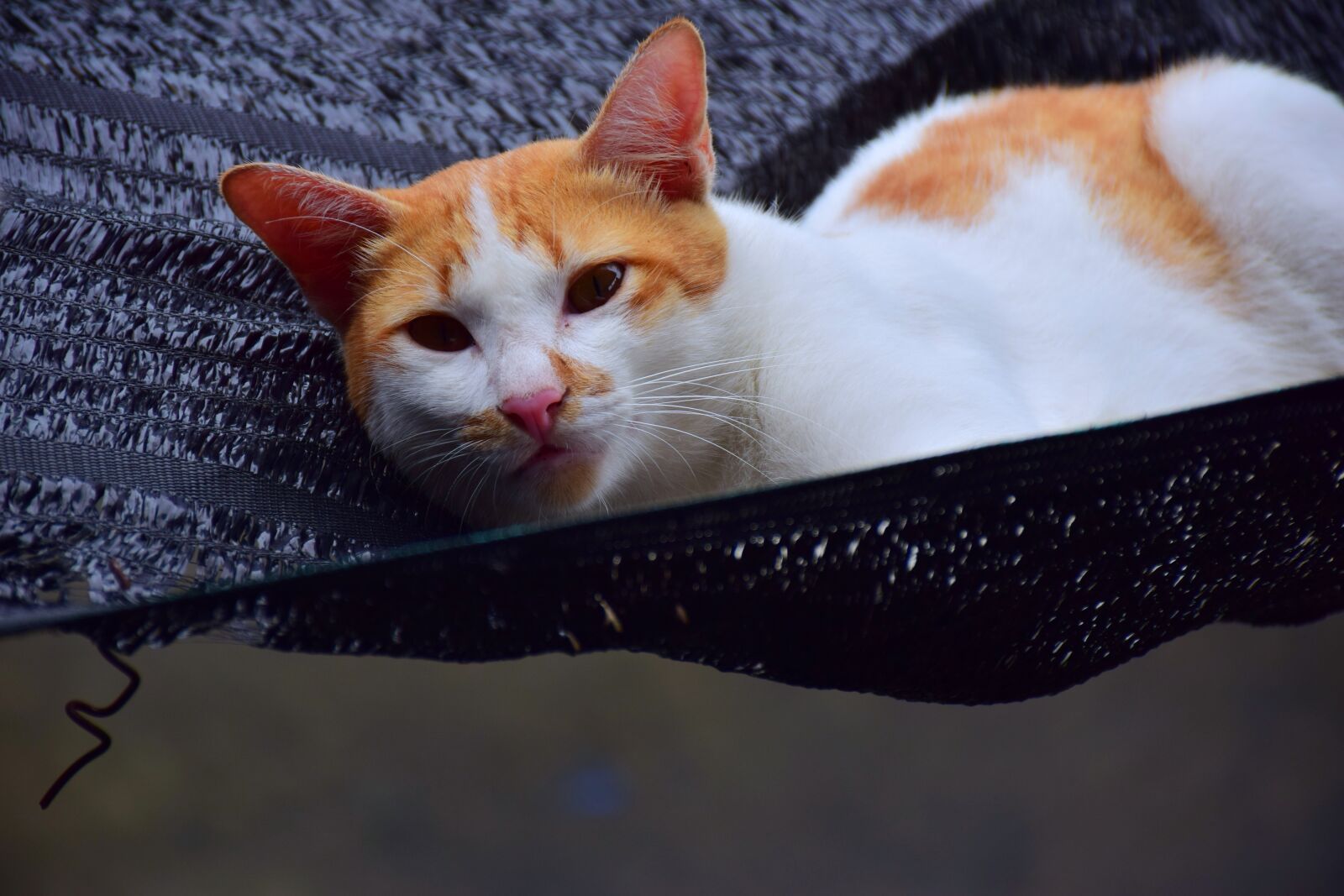 Nikon D5300 sample photo. Pets, cat, view photography