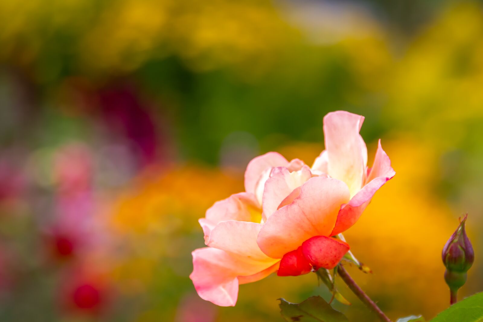 Canon EOS 550D (EOS Rebel T2i / EOS Kiss X4) sample photo. Rose, garden, summer photography