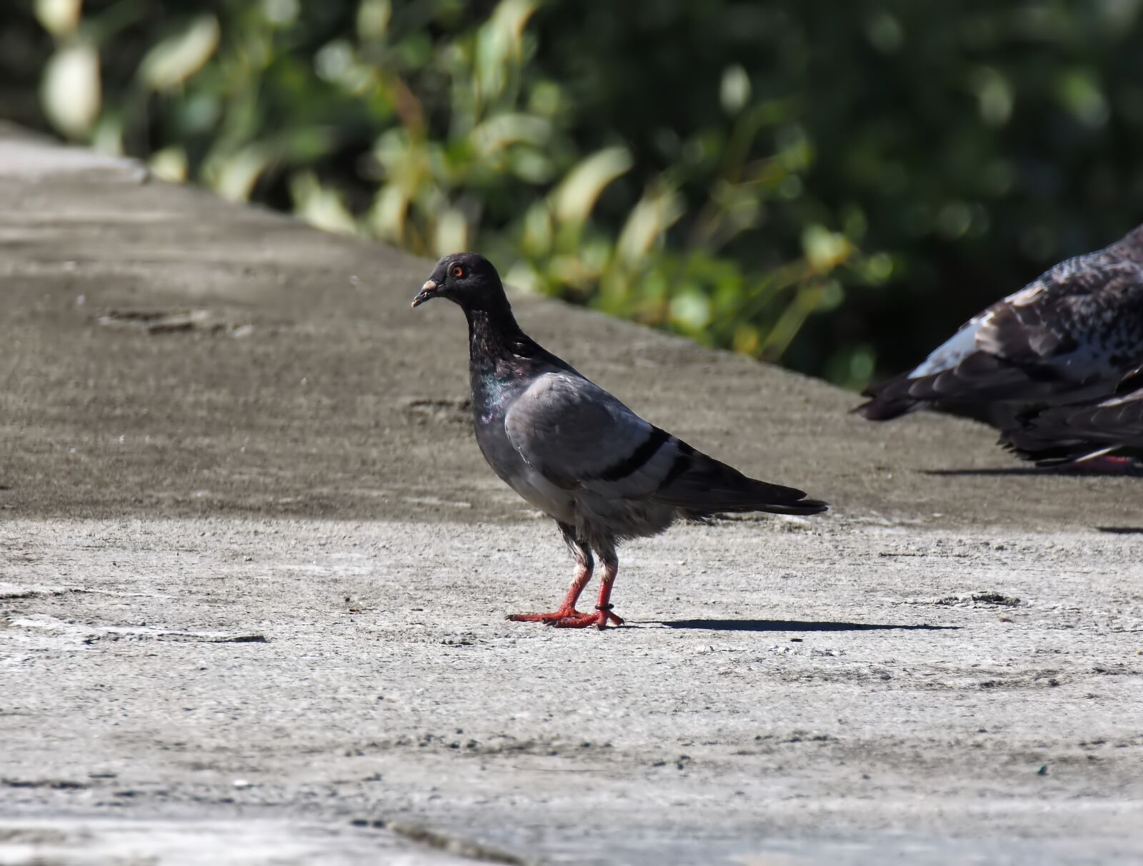 Olympus OM-D E-M1 sample photo. Bird, outdoor, wild photography