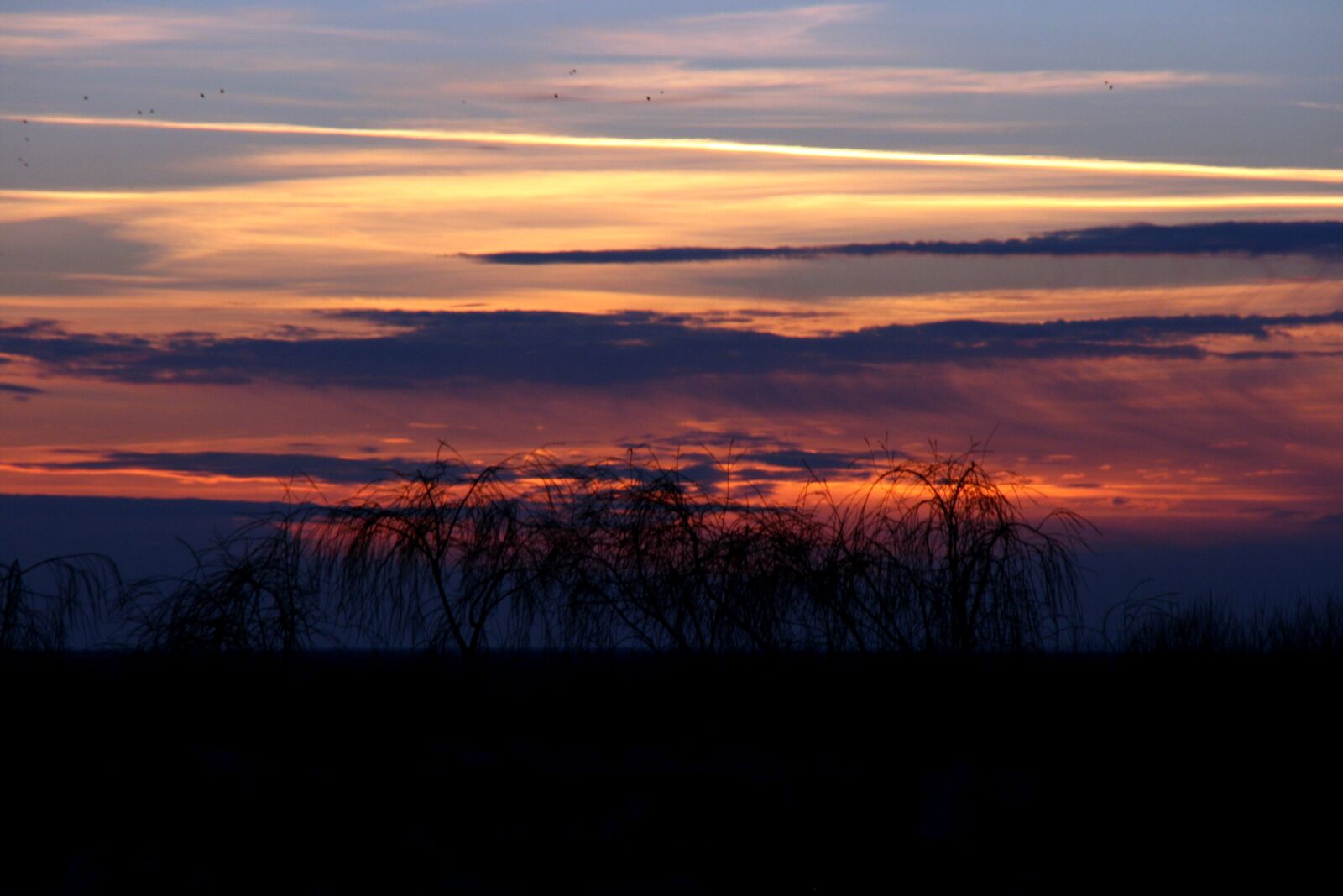Canon EOS 400D (EOS Digital Rebel XTi / EOS Kiss Digital X) sample photo. Sunset, tree, sky photography