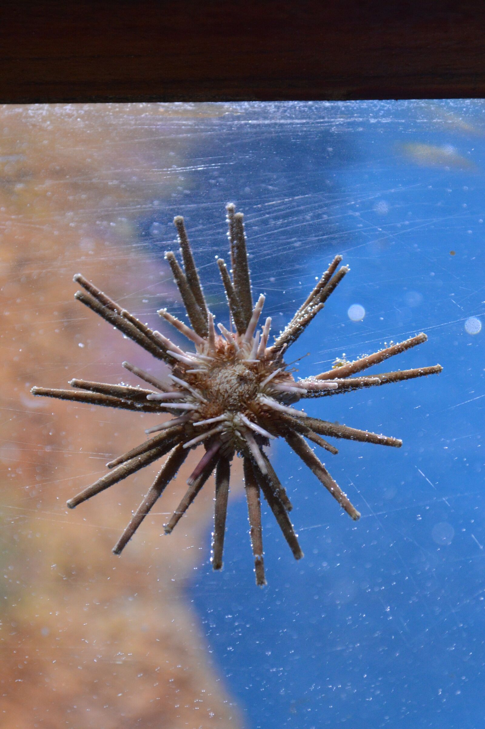 Nikon D3200 sample photo. Star, ocean, caribbean photography