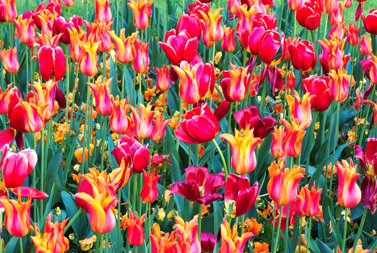 Nikon D200 sample photo. Tulips, colourful, spring photography