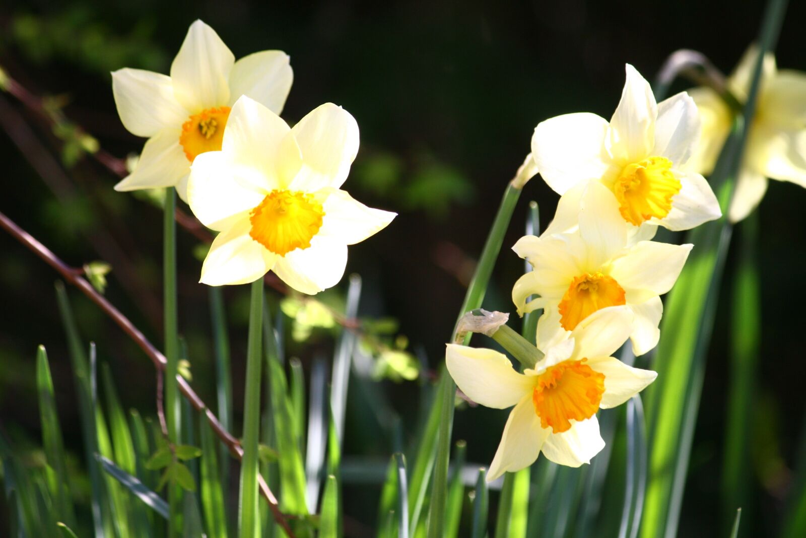 Canon EOS 400D (EOS Digital Rebel XTi / EOS Kiss Digital X) sample photo. Pentecost lilies, daffodils, easter photography