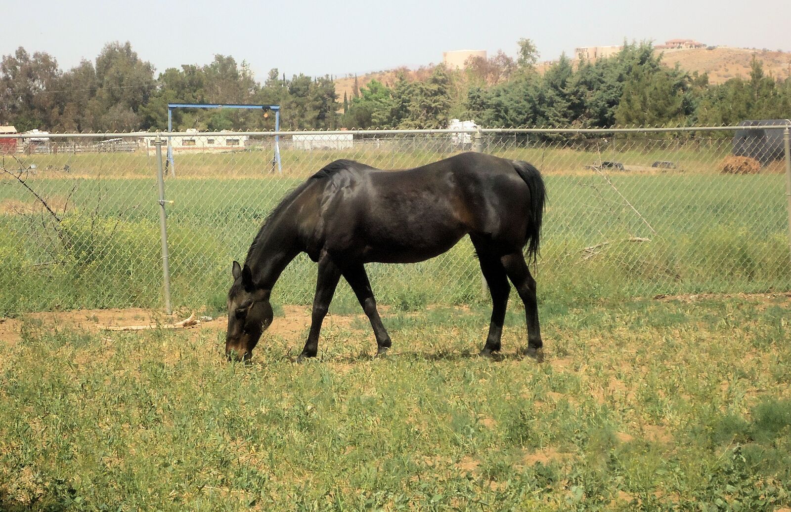Sony Cyber-shot DSC-W530 sample photo. Horse, pasture photography
