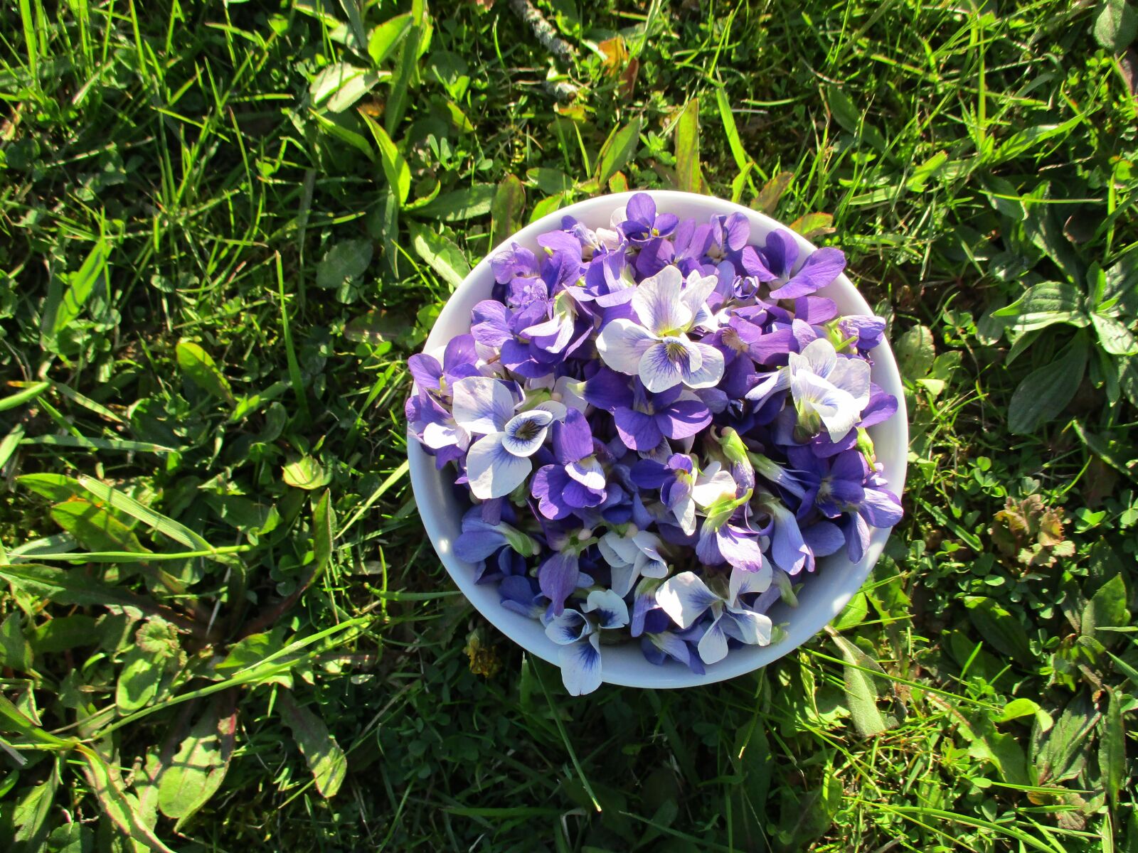 Canon PowerShot ELPH 180 (IXUS 175 / IXY 180) sample photo. Violets, wild violets, purple photography