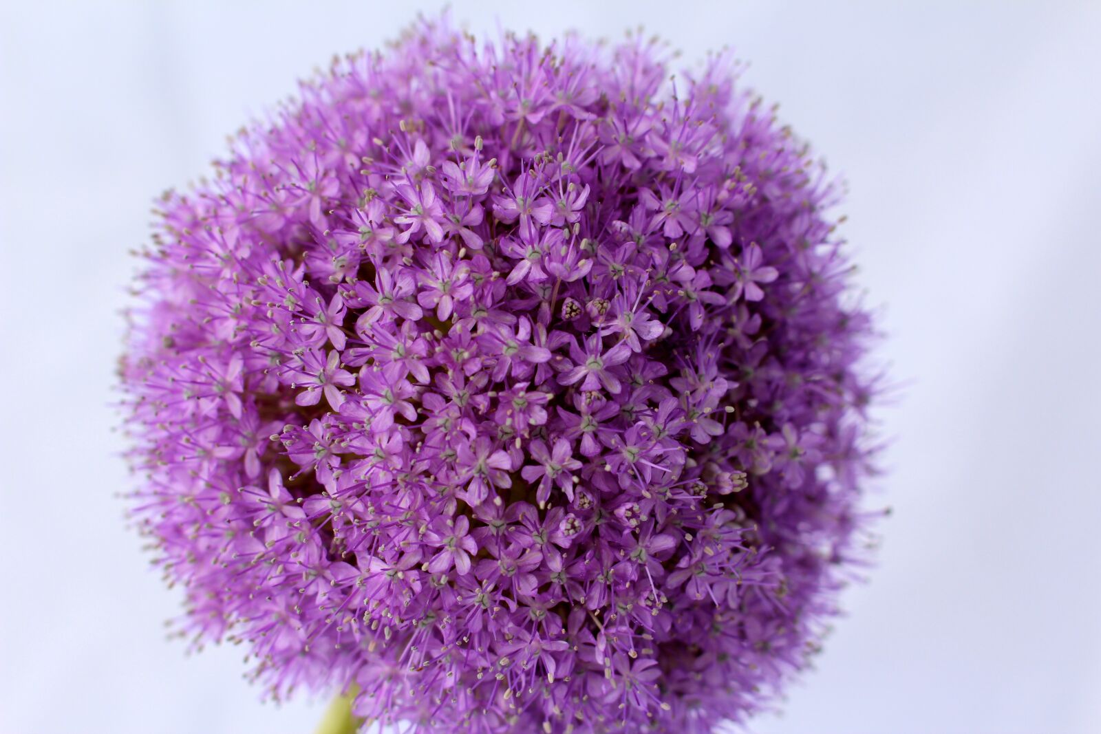 Canon EOS 600D (Rebel EOS T3i / EOS Kiss X5) + Canon EF 50mm F1.4 USM sample photo. Allium, purple, ball photography