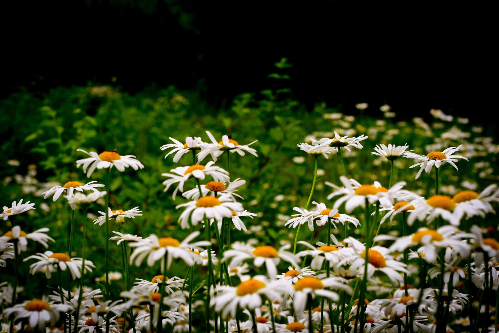 Canon EOS 20D sample photo. Flower, bloom, petal photography