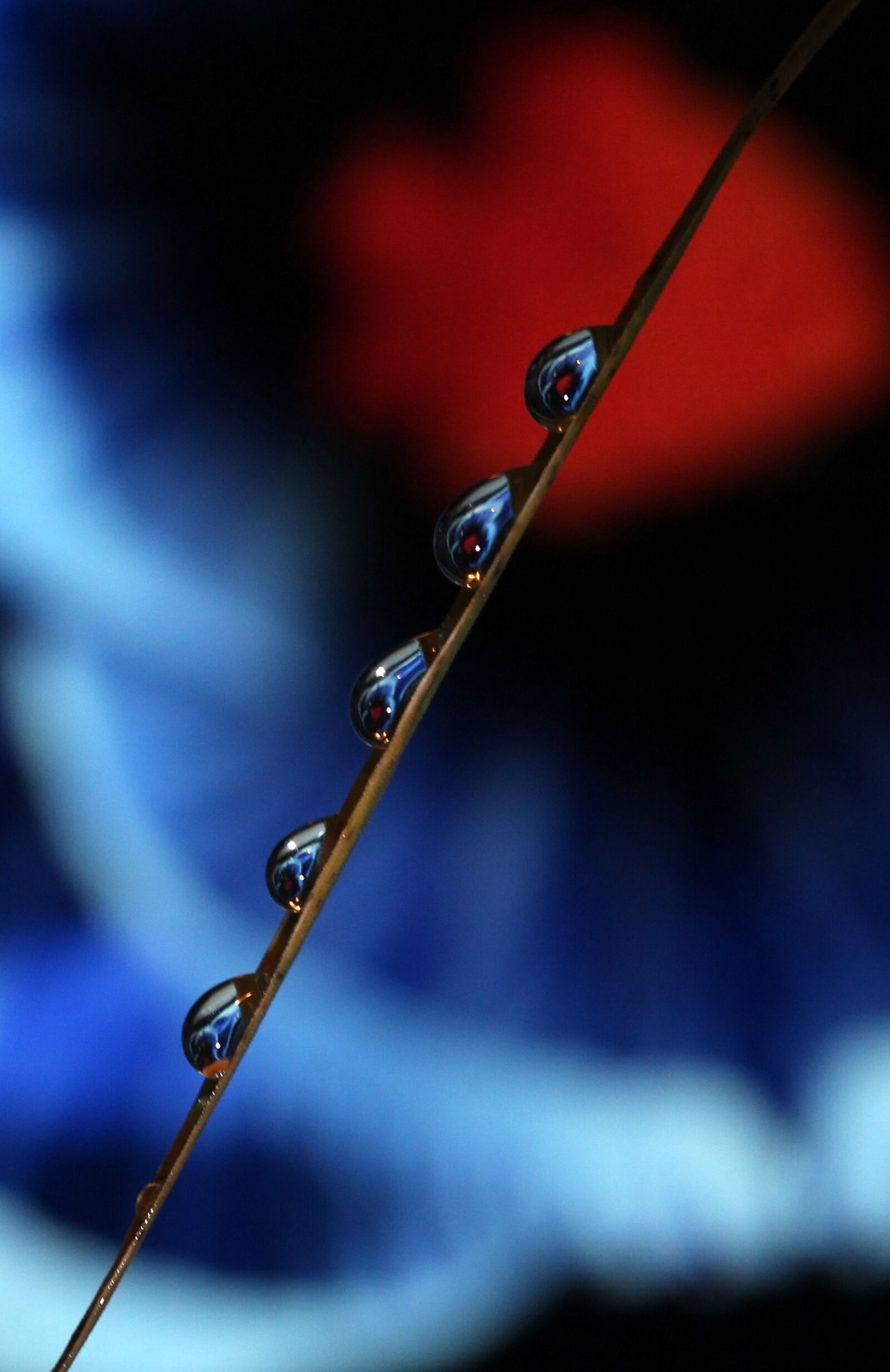 Canon EF-S 60mm F2.8 Macro USM sample photo. Drops, macro, reflection photography