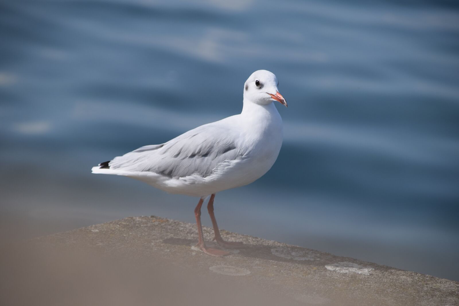 Nikon D5300 sample photo. Birds, lake, nature photography