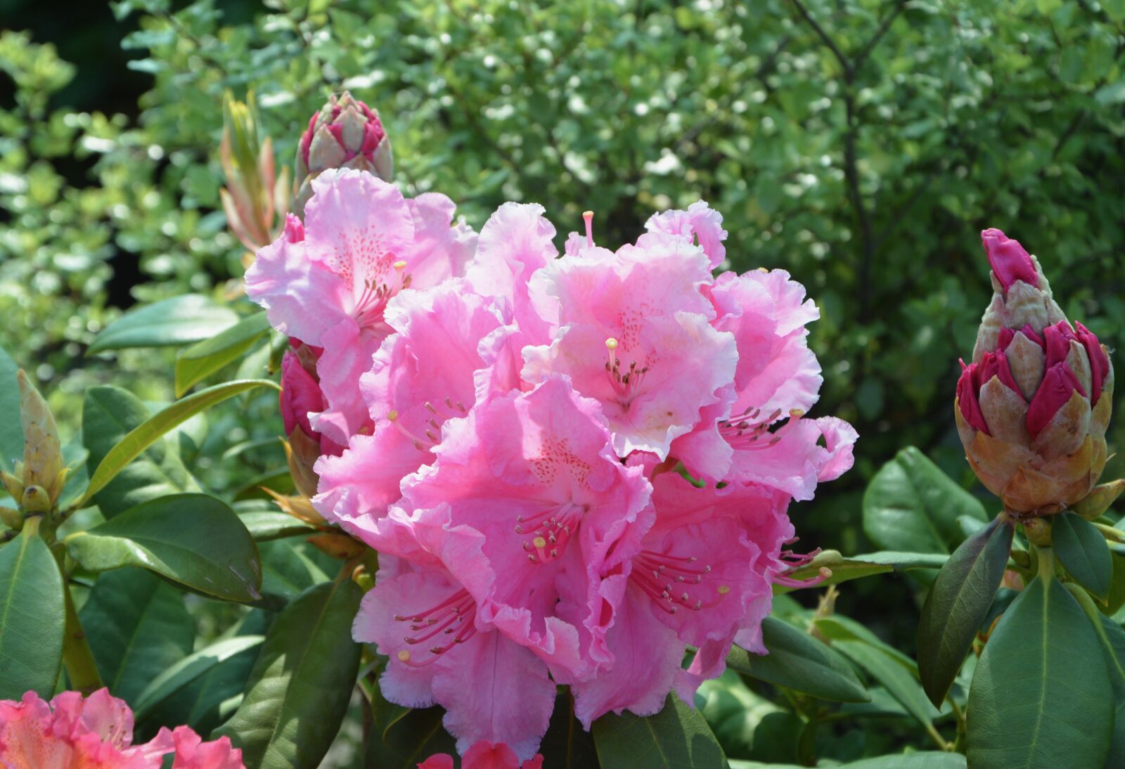 Nikon D5200 sample photo. Flower rhododendron, button flower photography